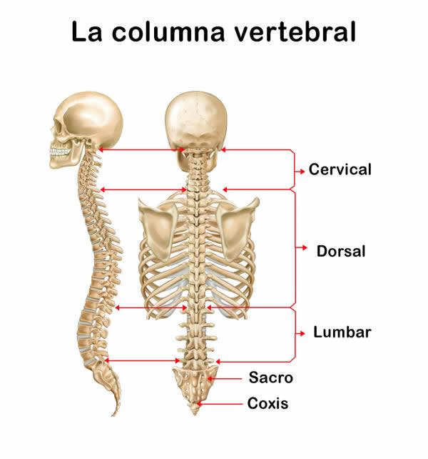 Rehabilitación de Columna Vertebral